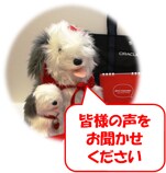 Java Developer Newsletter Japan No.10