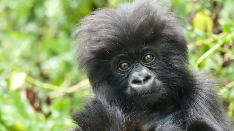 gorillas
