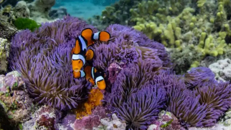 Pristine Seas