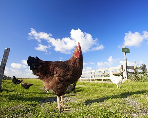 Compassion in World Farming