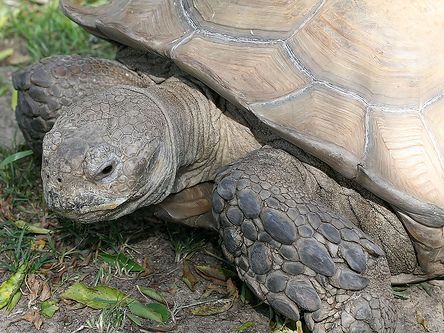 Figure 11. African Spurred Tortoise