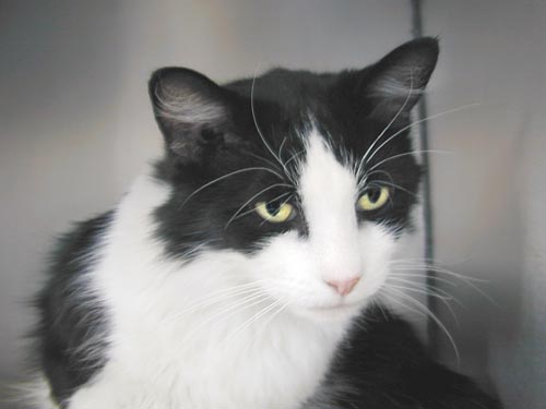 The catalog Project and Welcome Page